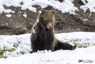 Grizzly Quill G288 YNP May 2025